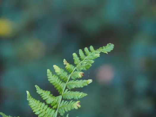 Provinciaal Domein Lippensgoed-Bulskampveld (België)